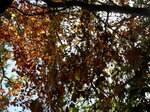 autumn-canopy_8142027505_o.jpg