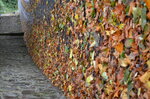 autumn-leaves-on-the-path_10362475564_o.jpg - 6.9MB