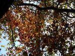 autumnal-canopy_8142061000_o.jpg - 5.9MB