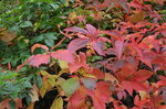 autumnal-leaves_10362617453_o.jpg - 6.2MB