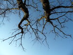 bare-trees_6761967447_o.jpg - 5MB