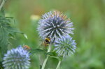 bees-on-a-purple-flower_9626566297_o.jpg