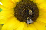 bees-on-a-sunflower_9626590545_o.jpg