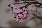 cherry-blossom_8601451170_o.jpg - 4.7MB