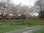 cherry-tree-in-the-park_6930176846_o.jpg