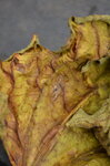 crumpled-leaf_10362501126_o.jpg