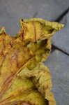 crumpled-leaf_10362506885_o.jpg - 5MB