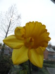 daffodil-close-up_8601905997_o.jpg - 4.2MB