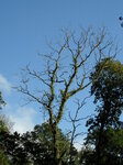 dead-tree-top_8142075487_o.jpg