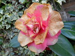 dying-camellia_6972663039_o.jpg