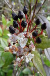 elderberries-and-flowers_8542522414_o.jpg