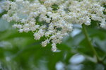 elderflower-droplets_9167025692_o.jpg