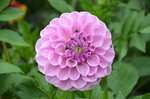 evil-eye-dahlia_9629827492_o.jpg