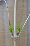 first-buds-of-spring_16261248154_o.jpg