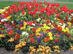 flower-bed-blooms_6930208348_o.jpg