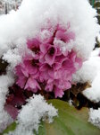 flowers-in-the-snow_8601959313_o.jpg