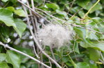 fluffy-seeds_8602335791_o.jpg