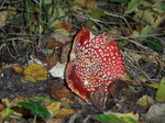 fly-amanita-mushroom_8142060915_o.jpg