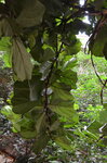 foliage--tropiquaria_9630371208_o.jpg