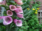 foxgloves_7338153284_o.jpg