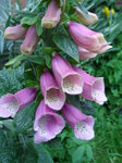 foxgloves_7338161372_o.jpg