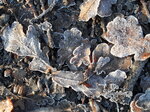 frost-leaves-close-up_6761915757_o.jpg