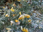 frosty-gorse_6742577271_o.jpg