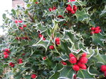 frosty-holly_6742585039_o.jpg