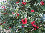 frosty-holly_6742591645_o.jpg