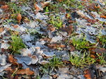 frosty-leaves_6761915711_o.jpg