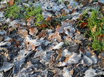 frosty-leaves_6761915735_o.jpg - 5.5MB