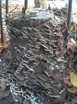 fungus-on-a-tree-stump_8235076360_o.jpg - 1.8MB