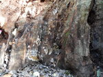 hollow-tree-stump_8142024595_o.jpg - 4.8MB