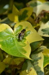 honey-bee-on-ivy_13976278373_o.jpg