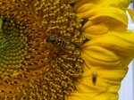 hoverfly-on-a-sunflower_6930117666_o.jpg