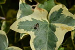 iridescent-fly-on-ivy_13933167306_o.jpg