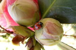 ladybird-on-camellia-bud_7030174849_o.jpg