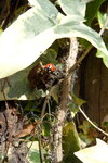 ladybird-on-ivy_6885421388_o.jpg