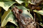 ladybird-on-ivy_7030174793_o.jpg