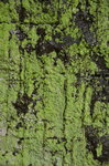 lichen-wall_13995316646_o.jpg