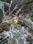 lone-gorse-flower_6743816889_o.jpg