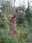 lone-red-leaves_8142095771_o.jpg