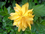 lone-yellow-kerria-japonica-flower_6957072178_o.jpg