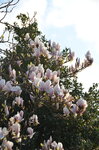 magnolia-in-bloom_8729663646_o.jpg