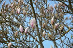 magnolia-tree_16857778996_o.jpg