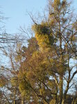 mistletoe-on-the-common_6742618001_o.jpg