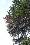 monkey-puzzle-branches_8728609971_o.jpg - 6.9MB