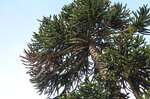 monkey-puzzle-tree_8727351197_o.jpg