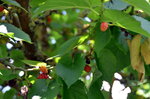 mulberries_14608360819_o.jpg - 3.3MB