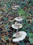 mushroom-line_8142070425_o.jpg